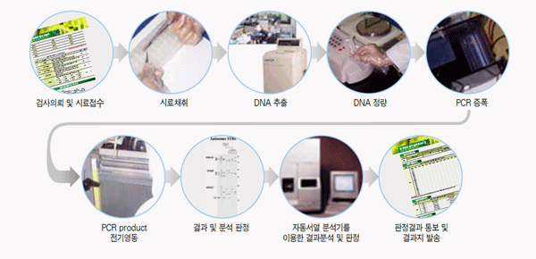 검사의뢰 및 시료접수, 시료채취, DNA추출, DNA정량, PCR증폭, PCR product 전기영동, 결과 및 분석팢정, 자동서열 분석기를 이용한 결과 분석 및 판정, 판정결과 통보 및 결과지 발송